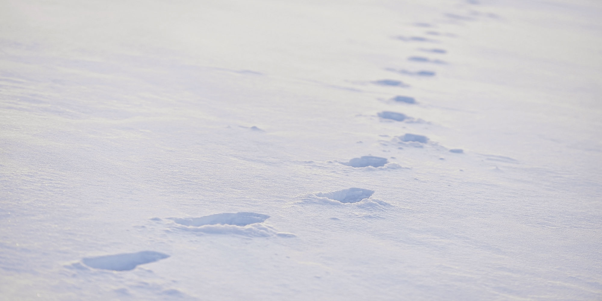 Footprints in the Snow